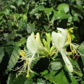 "Orchideè des Nordens"_IMG_2659