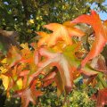 Herbstschmuck in Farbaction_IMG_2959