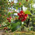 Ilex im historischen Park_IMG_2677