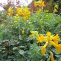 JahresblÃ¼her-Corydalis_IMG_2714