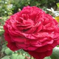 L.D.Braithwait_7_IMG_2899