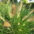 Lampenputzergras_IMG_2488