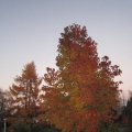 Lichtstimmungen am herbstlichen Amber_IMG_1732