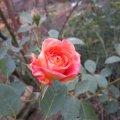 My Roses_IMG_1791