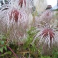 PerÃ¼cken_SaatgutstÃ¤nde Clematis_IMG_2809