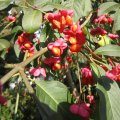Pfaffenhut mit Fruchtbehang_IMG_2784