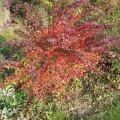 Sauerdorn_IMG_2956