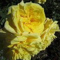 Sternentaler_IMG_2665