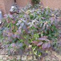 Tellerhortensie_IMG_2896