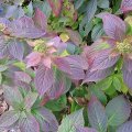Tellerhortensie_IMG_2897