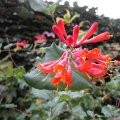 WaldgeiÃblatt_IMG_2712