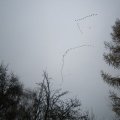 Wildgans_Formationsflug_IMG_3032