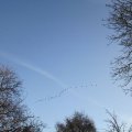 Ein Wolkenkratzer_V; wie Vogelzug gen südosten_IMG_2999