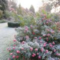 frostiges Rosenbeet_wie Puderzucker_IMG_2994