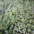frostiges Moos_IMG_3005
