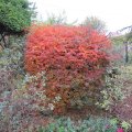 herbstlich feurige Berberis ottawensis_6_IMG_2811