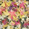 herbstliche Impressionen_IMG_1782