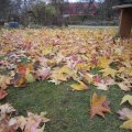 herbstliche Impressionen_IMG_1782_1