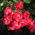 herbstliche RosenblÃ¼ten_IMG_2762