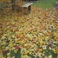 herbstlichen Impressionen_IMG_1780
