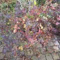 herbstlicher Blattschmuck einer Rose im KÃ¼bel_IMG_2894