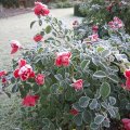 wie frostiger Puderzucker_IMG_2995